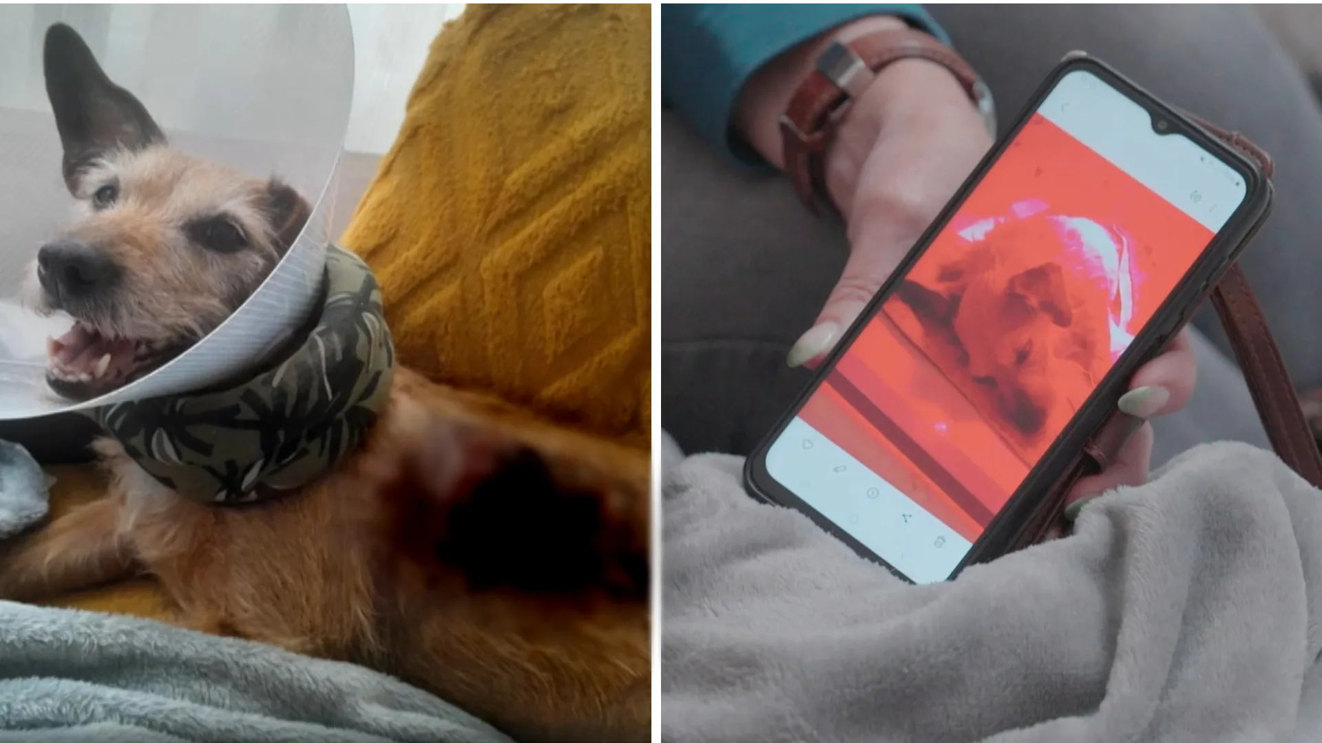 Hond Shanti verbrand na operatie onder warmtelamp: ‘Getekend voor het leven’