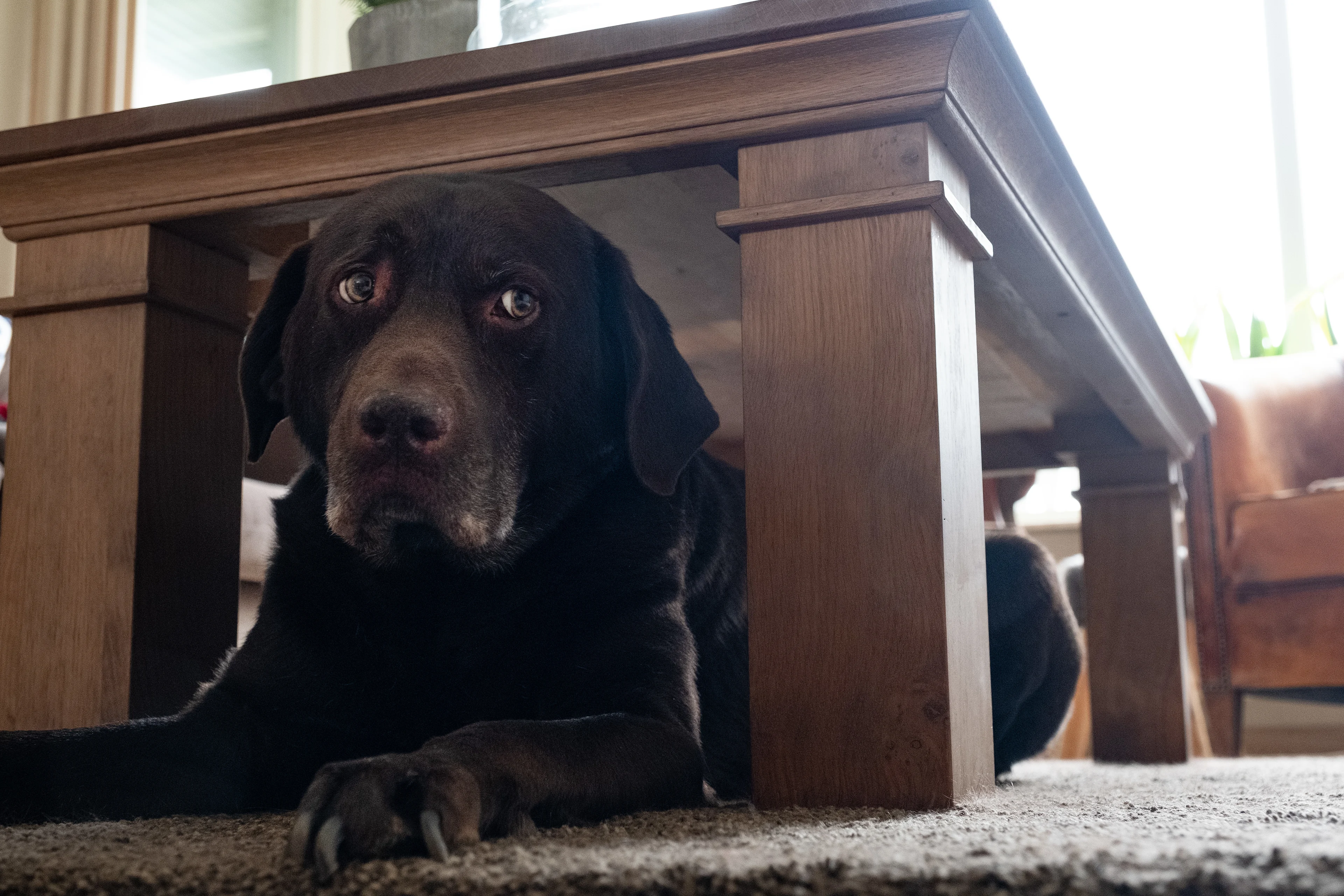 Dierenorganisaties willen permanent vuurwerkverbod: 'Het is een drama dit jaar' 