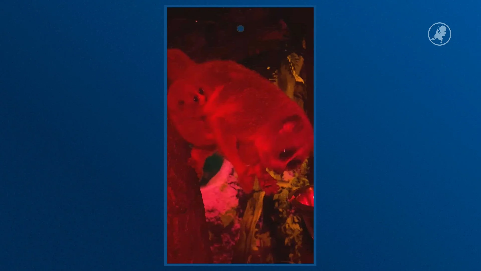 Giftige nachtaapjes geboren in DierenPark Amersfoort