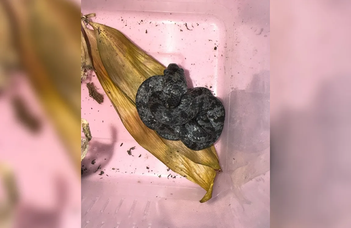 Exotische slakkenetende slang gevonden in Uithoorn