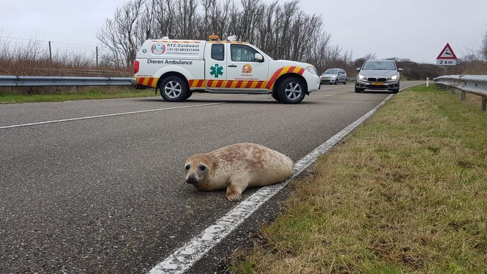 Twee zeehonden blokkeren Zuid-Hollandse Brouwersdam
