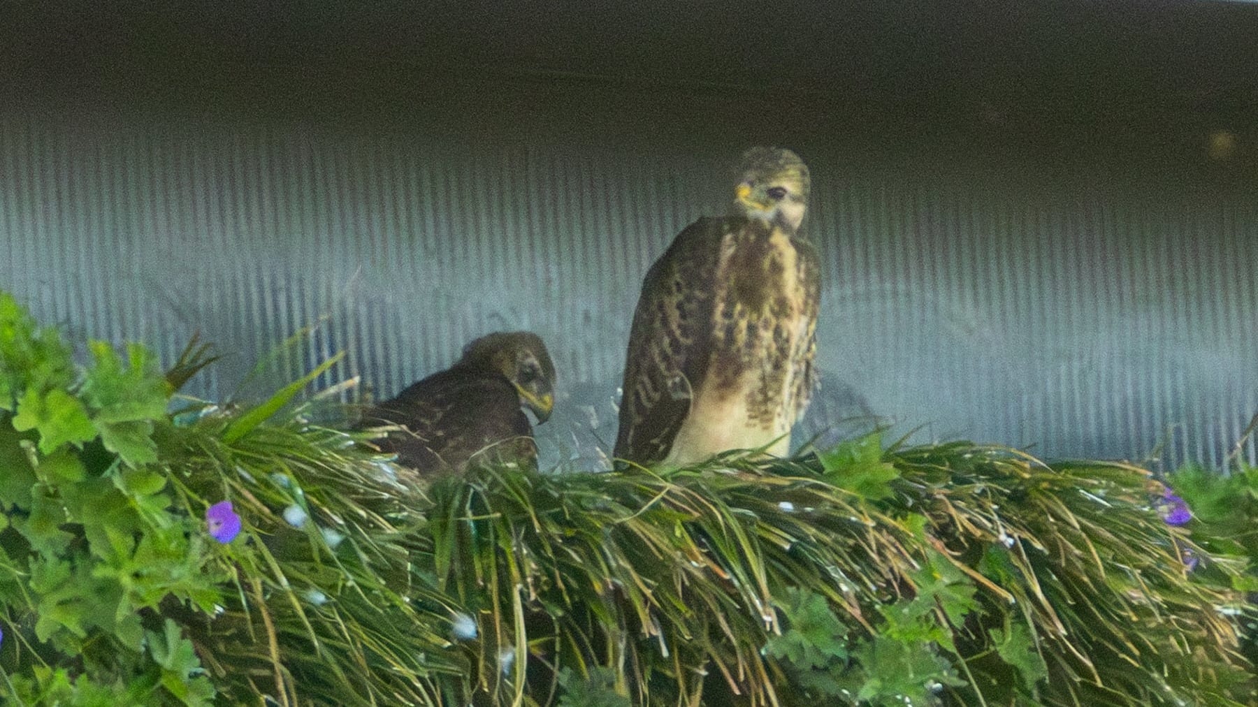Heel bijzonder: buizerds bouwen nest in wand van bedrijfspand Hoofddorp
