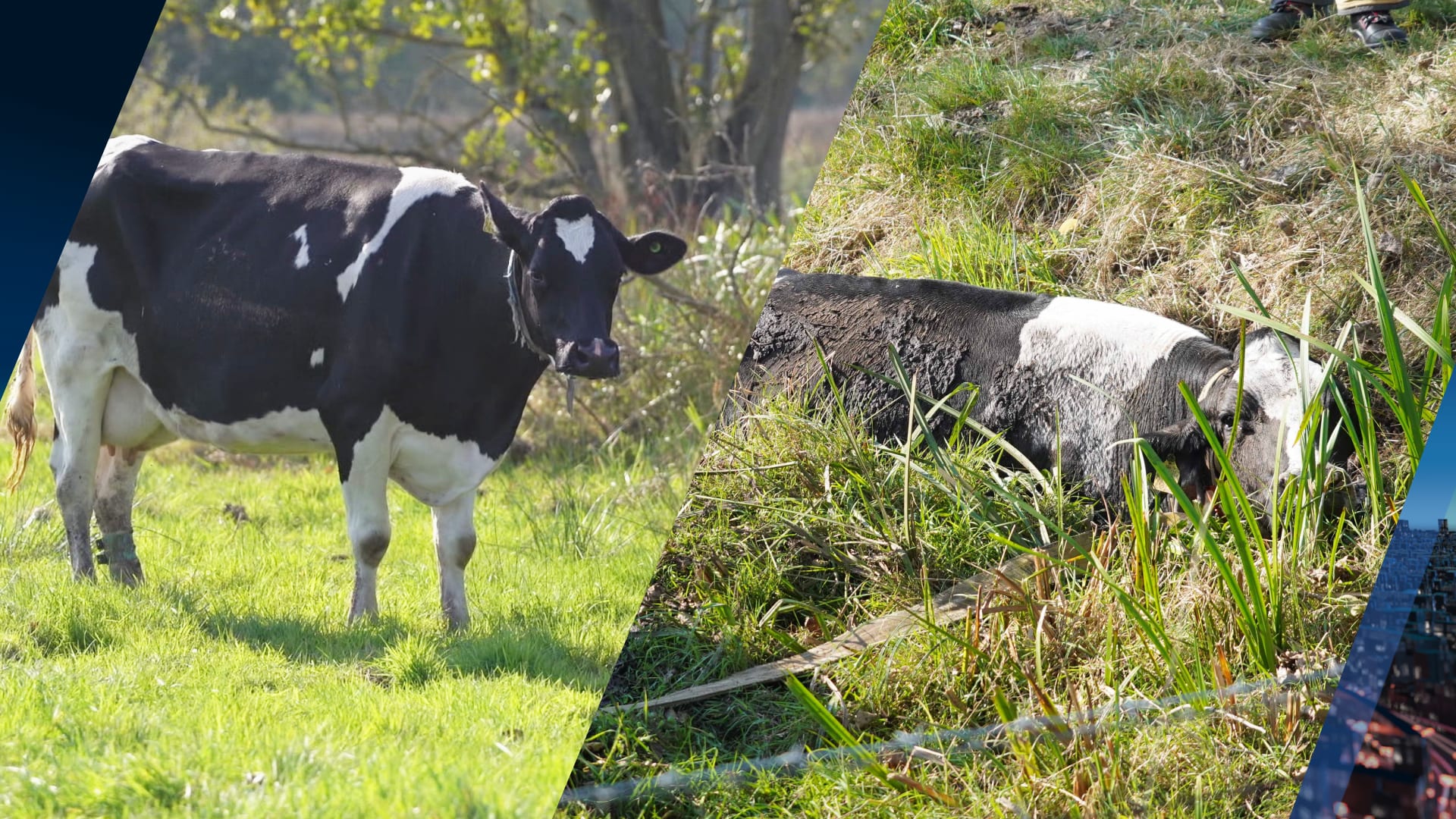 Brandweer en boer uur bezig om koe uit moddersloot te redden