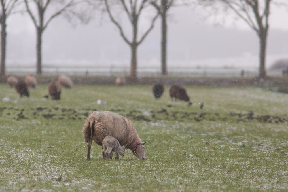 Schattig: lammetje geboren op ijzige 'Blue Monday'