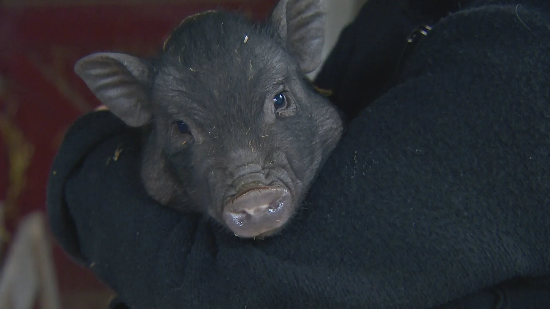 Blijdschap na vangst vermiste hangbuikzwijntjes: 'Ze hebben nu een goed onderkomen!'