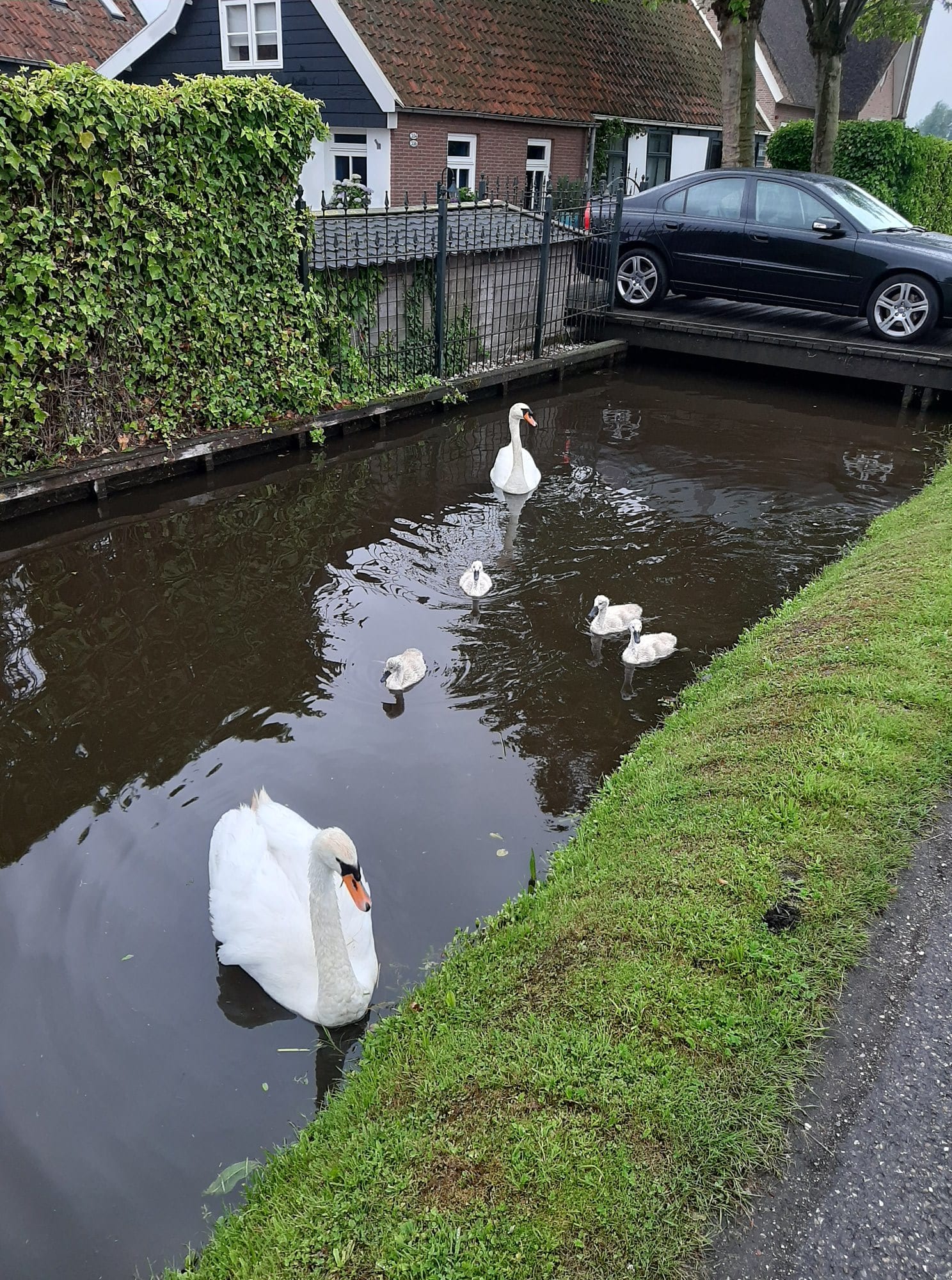 Bestelbus rijdt in op zwanenfamilie, alleen moederzwaan en baby nog in leven