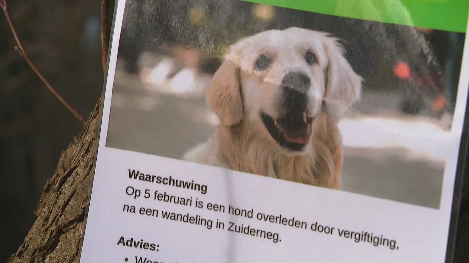 Hondenbaasjes uit Heiloo alert nadat hondje overlijdt na het eten van gifkorrels