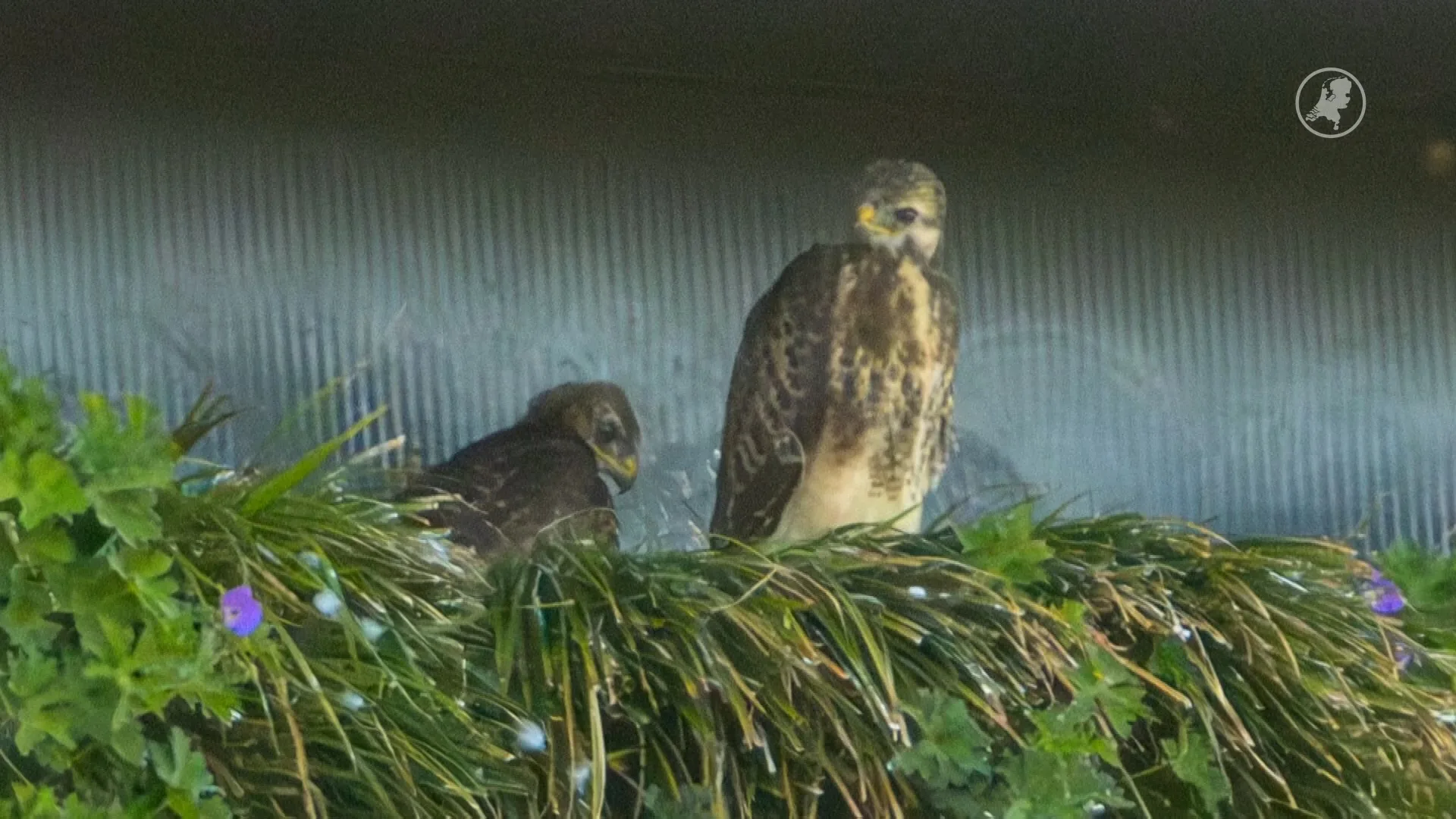 Verrassend nest: buizerds kiezen bedrijfspand in Hoofddorp