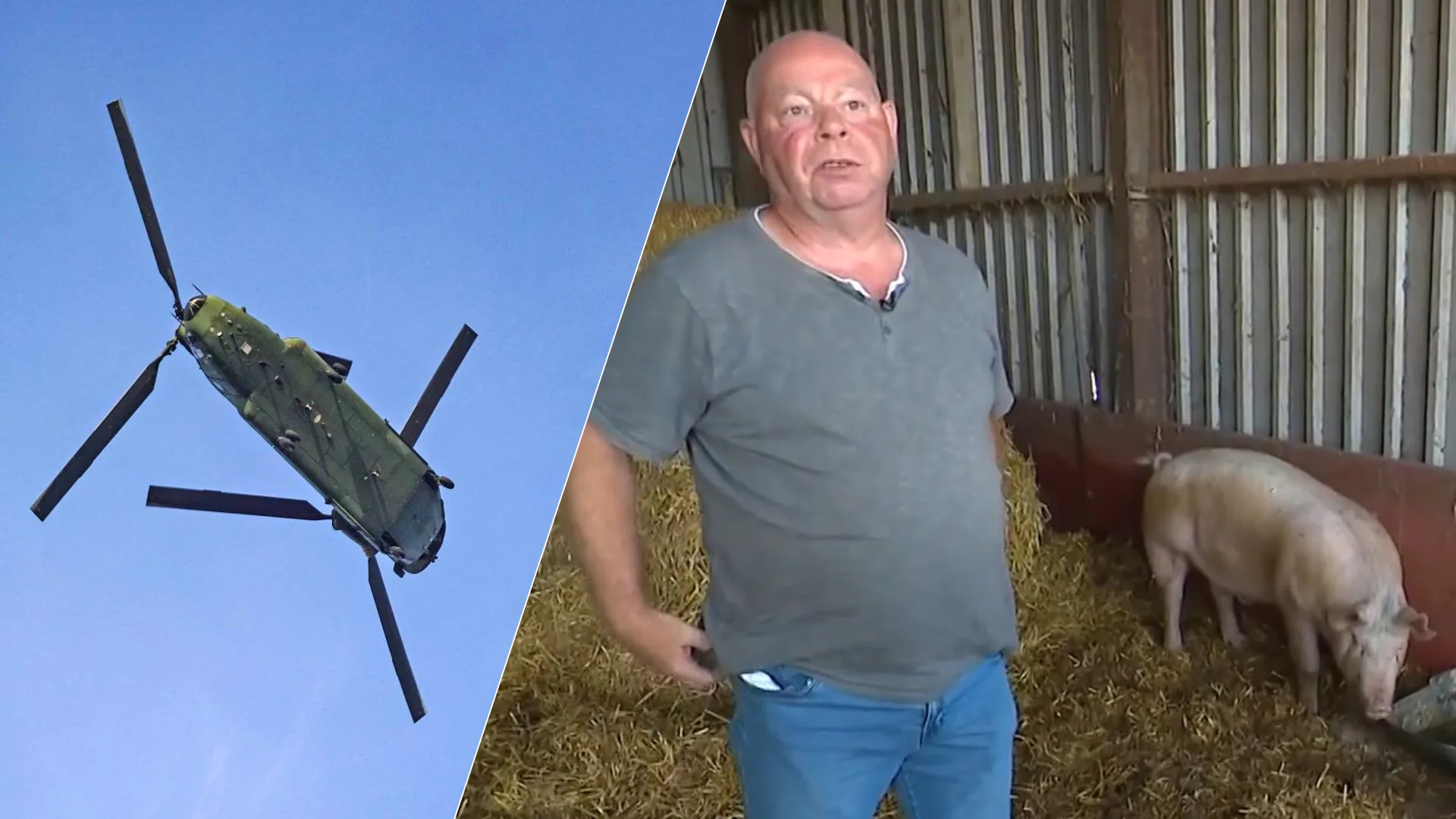 Defensieoefeningen drijven varkenshouder tot wanhoop: 'Dieren trappen elkaar dood'