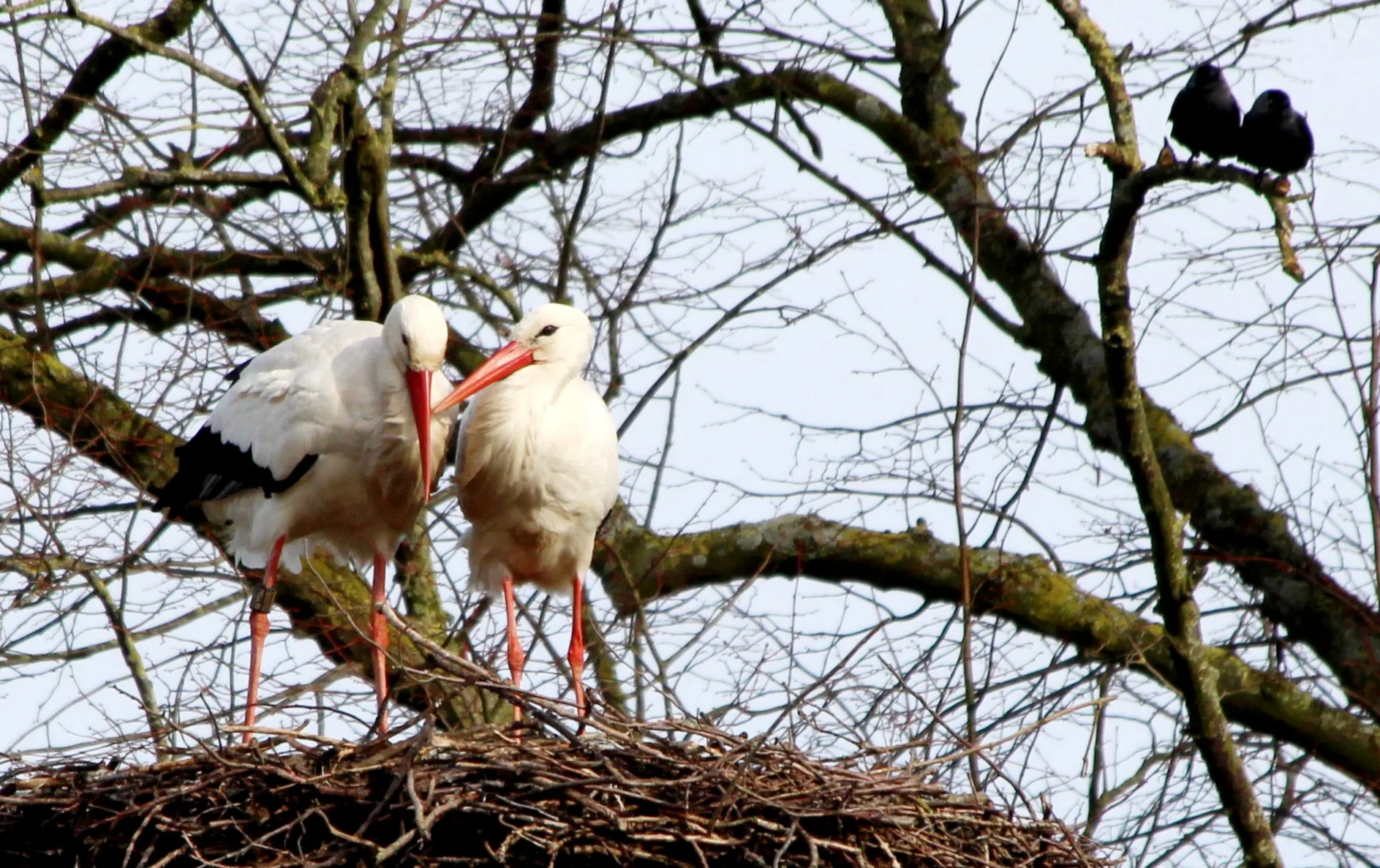 Het weer houdt rekening met de dag van de liefde: zachte temperaturen