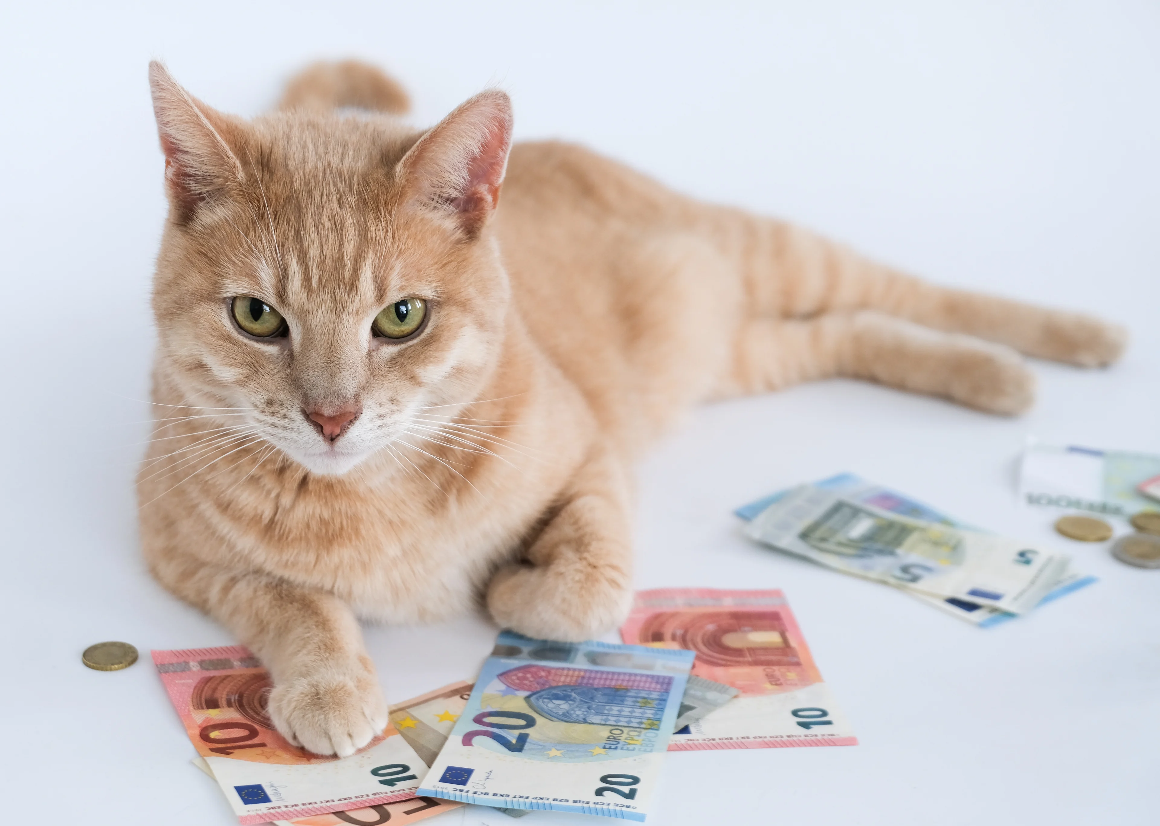 PvdD slaat alarm over torenhoge kosten dierenarts