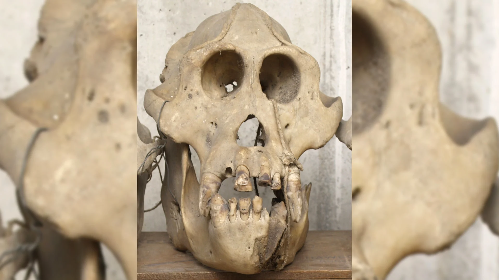 Gestolen Friese apenschedel wordt internationaal gezocht