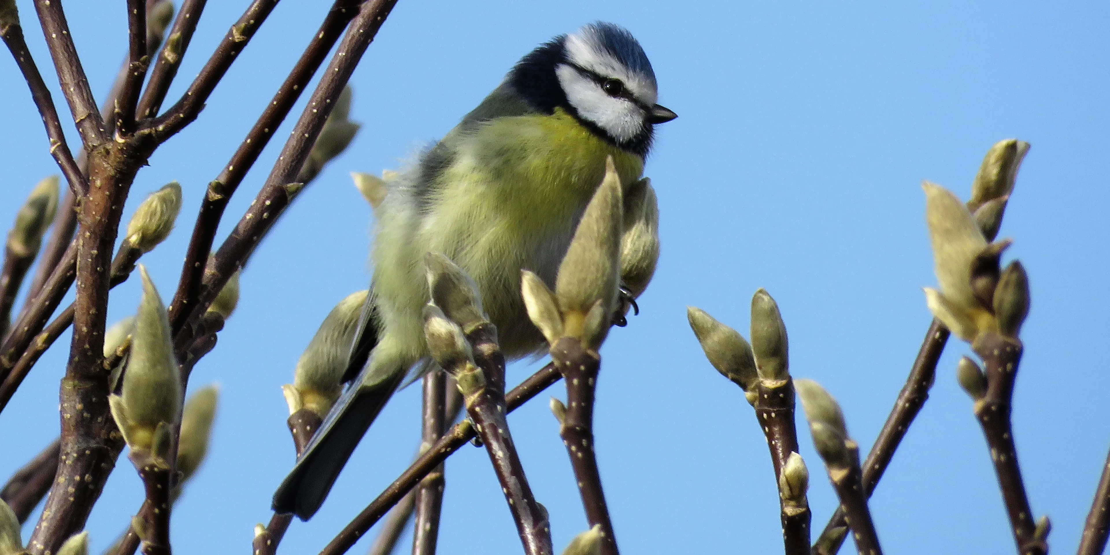 Ook vandaag op en top lenteweer, temperatuur richting de 19 graden