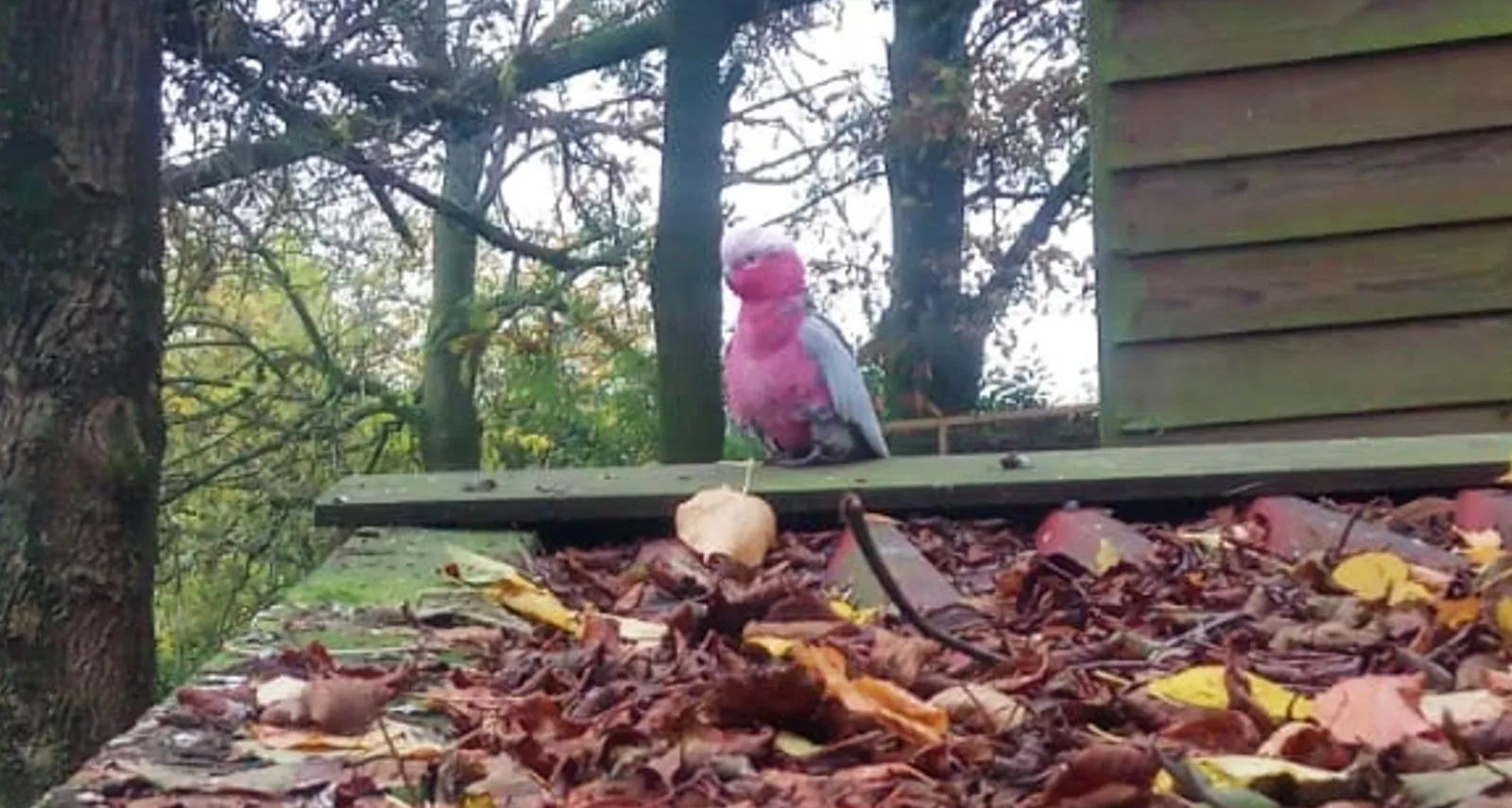 Zes roze kaketoes ontsnapt uit dierenpark de Paay in Beesd 