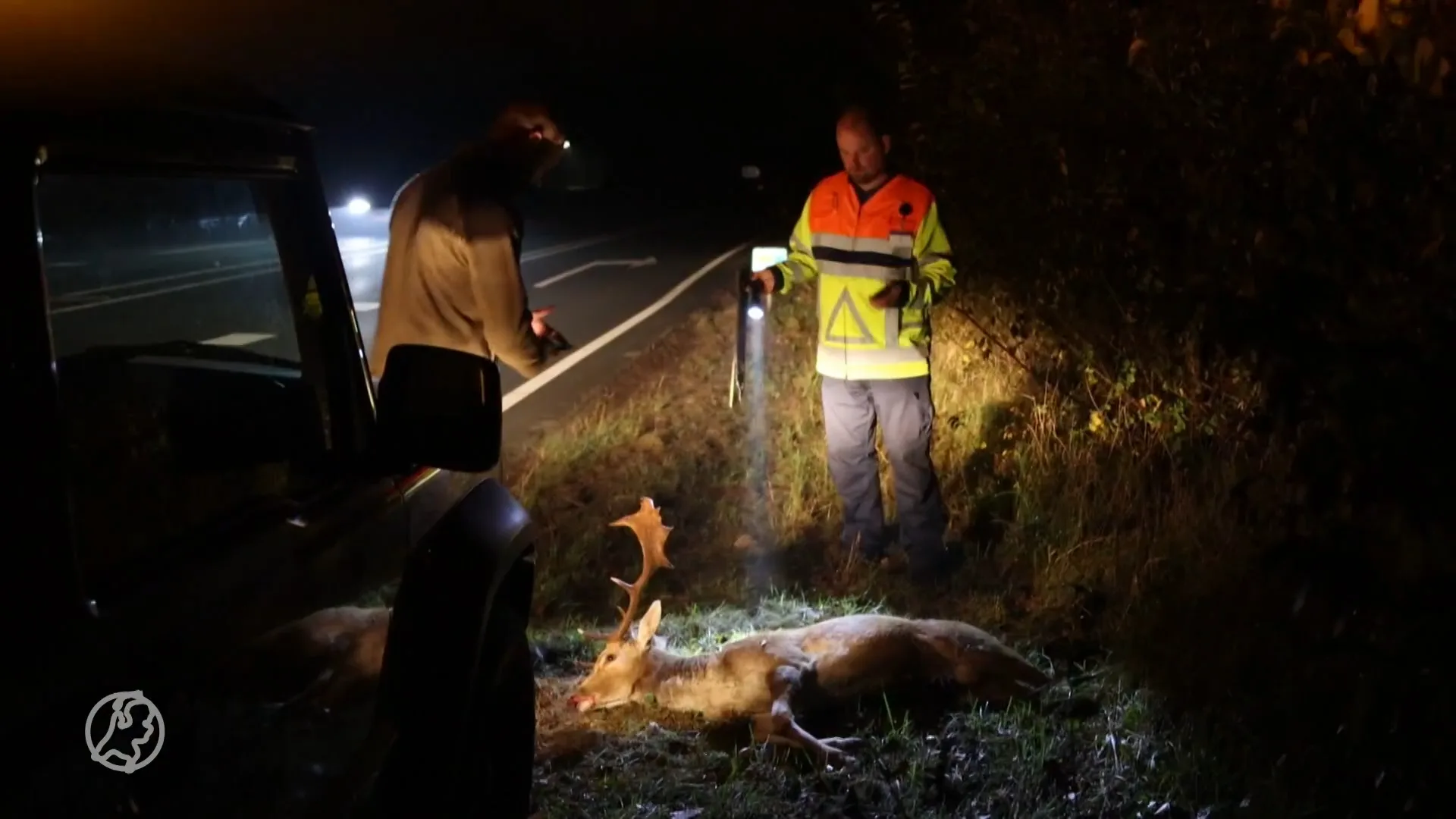 Hert overleden bij aanrijding in De Zilk