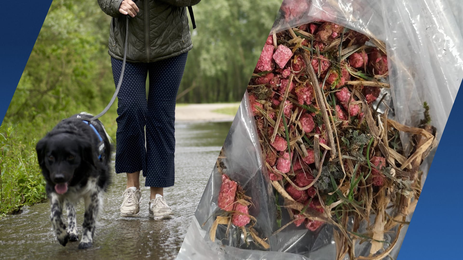 Rattengif gevonden op uitlaatplek in Waal, twee honden ziek