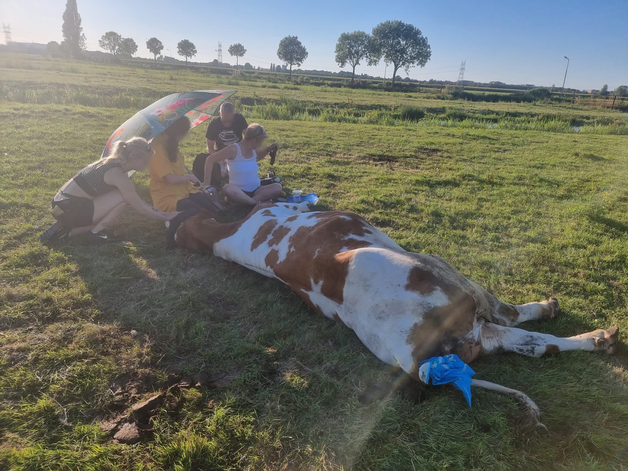 Gewonde koe aan lot overgelaten in bloedhete wei: 'Uit haar lijden verlost'