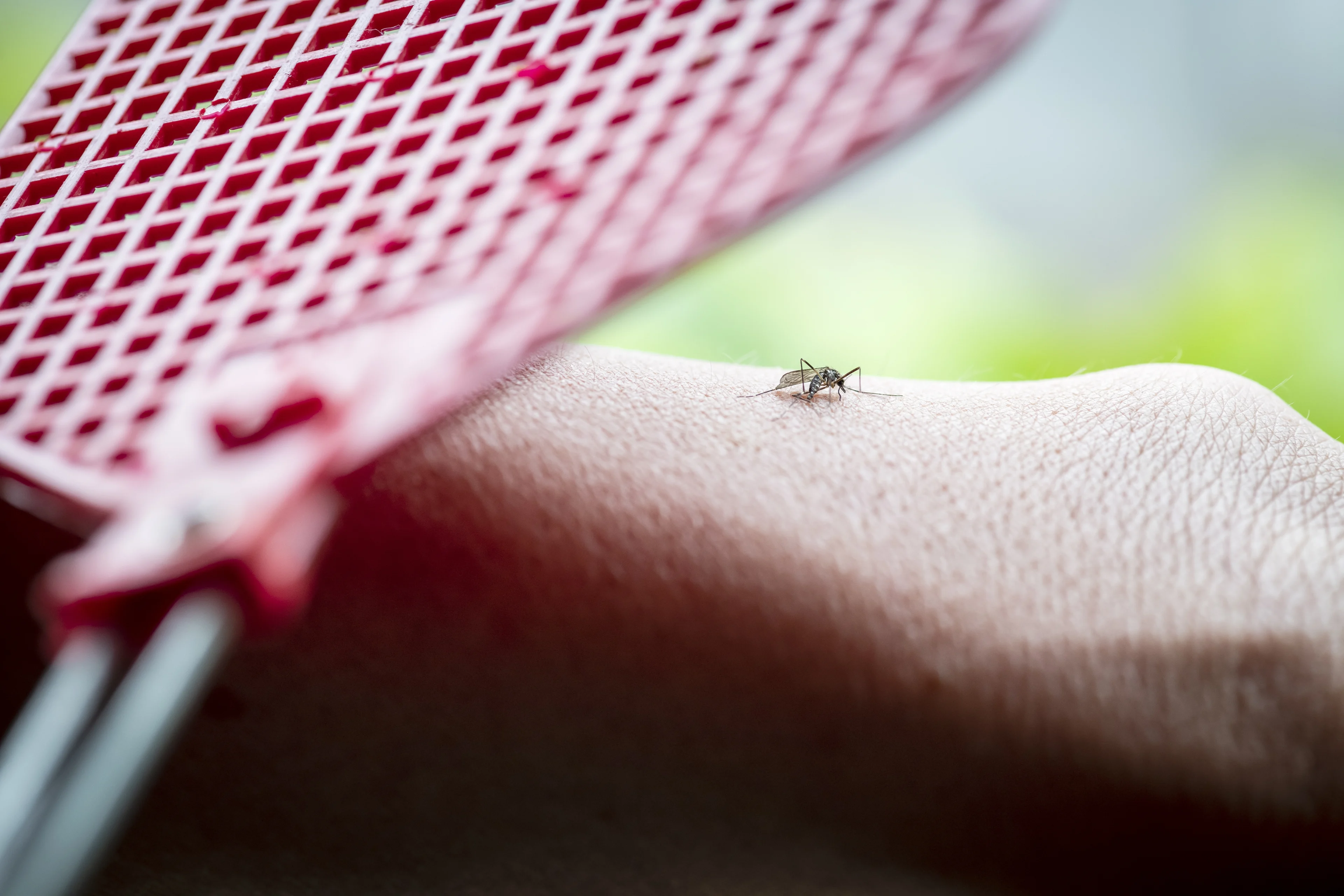 Steeds meer knokkelkoorts, wat is het en hoe weet je dat je het hebt?