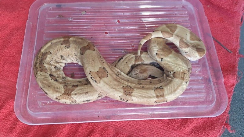 Mysterie in Beverwijk: van wie is deze wurgslang?