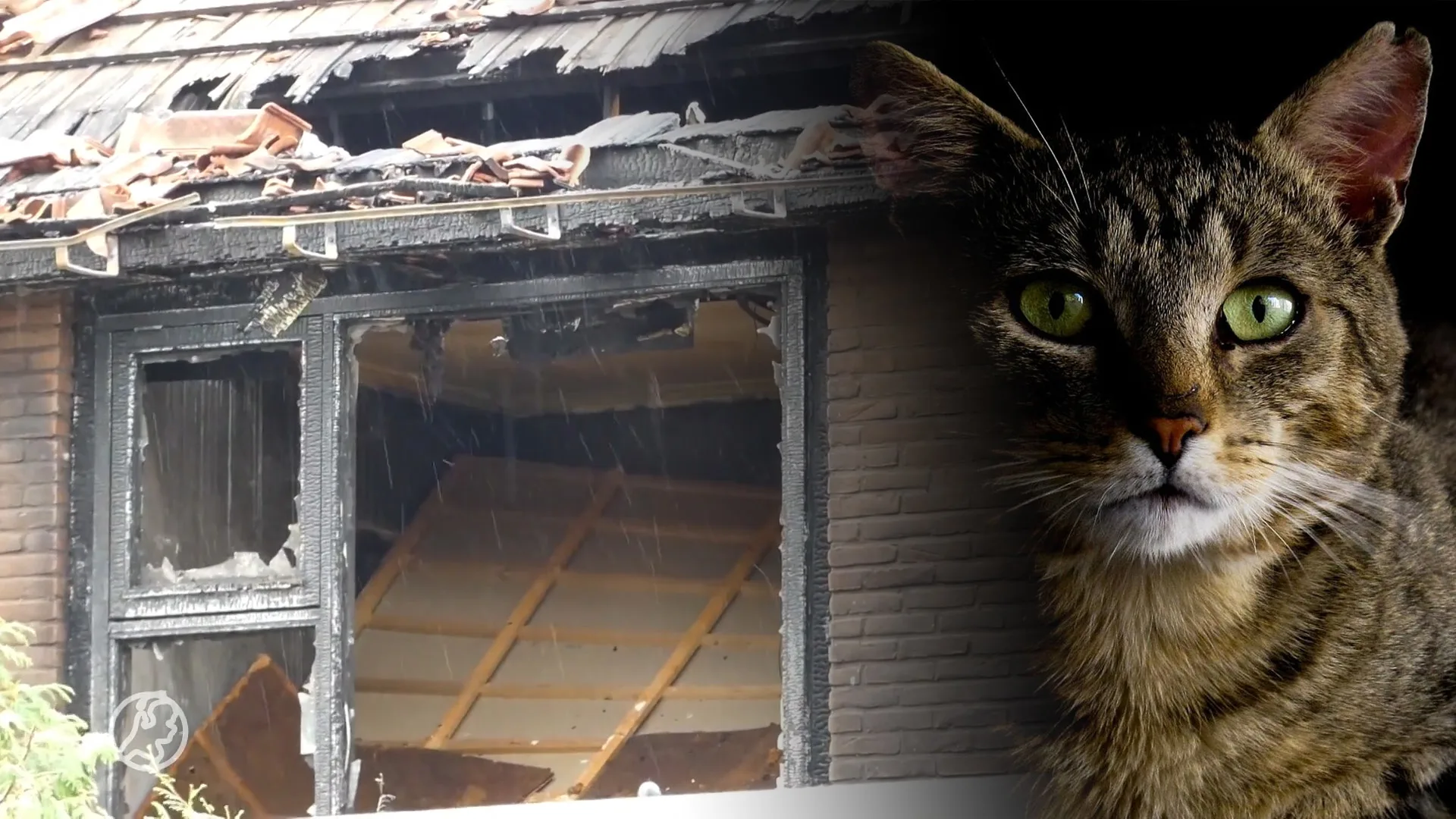 Brandweer weet kat op laatste moment uit verwoestende woningbrand Enschede te redden