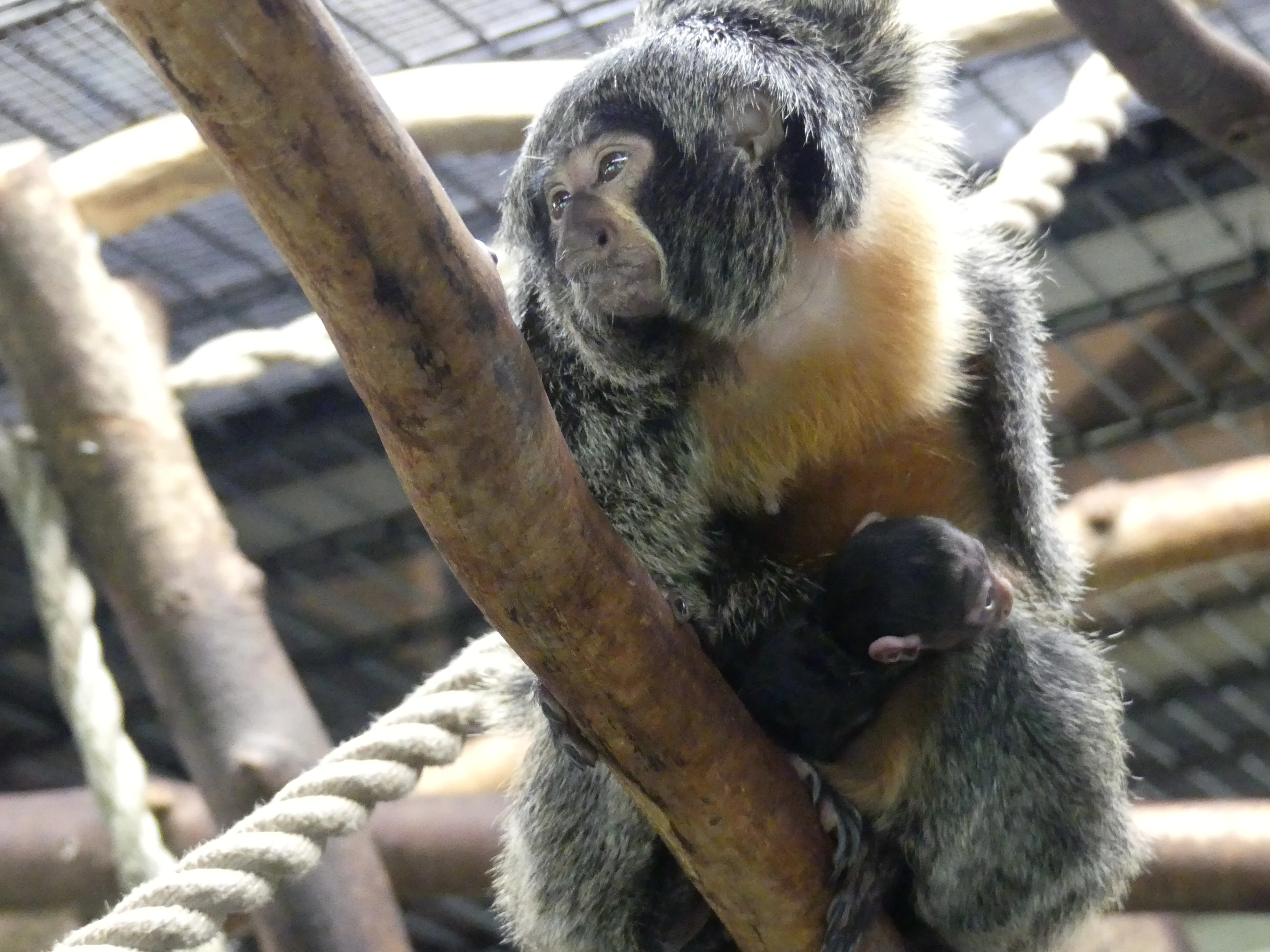 Schattige beelden: pasgeboren witgezichtsaki laat zich zien in AquaZoo
