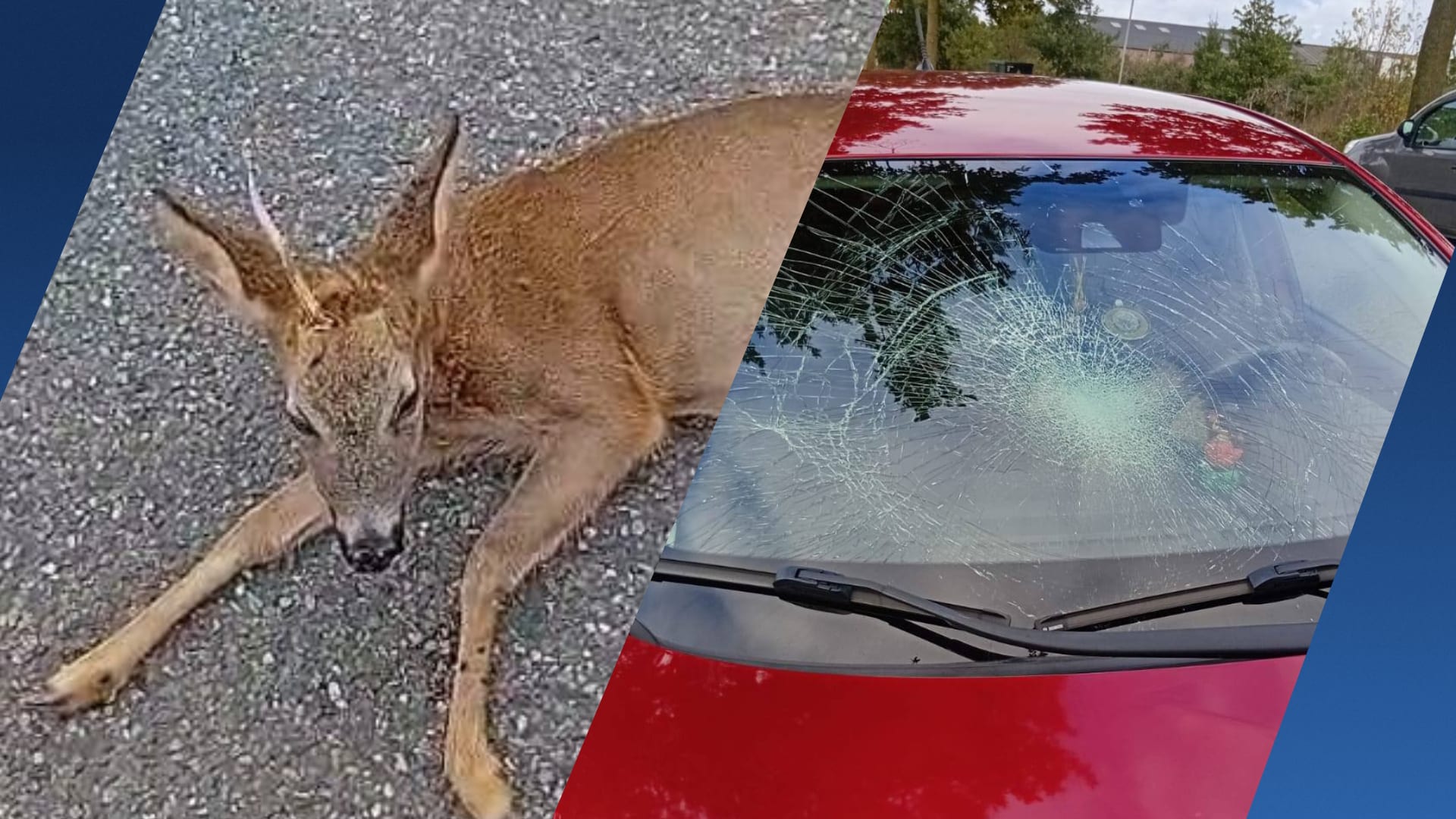 Medewerkers Dierenambulance bedreigd bij aanrijding ree: ‘Onacceptabel gedrag’