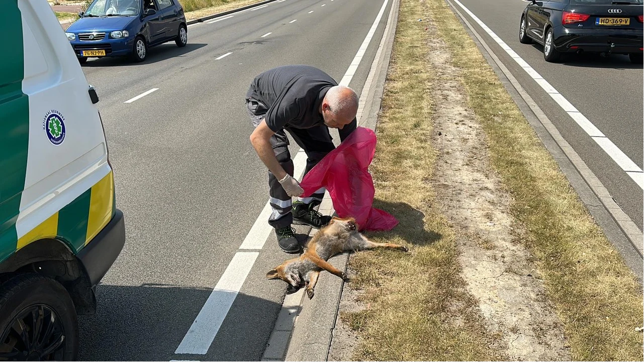 ZIEN: Vos aangereden in Maastricht