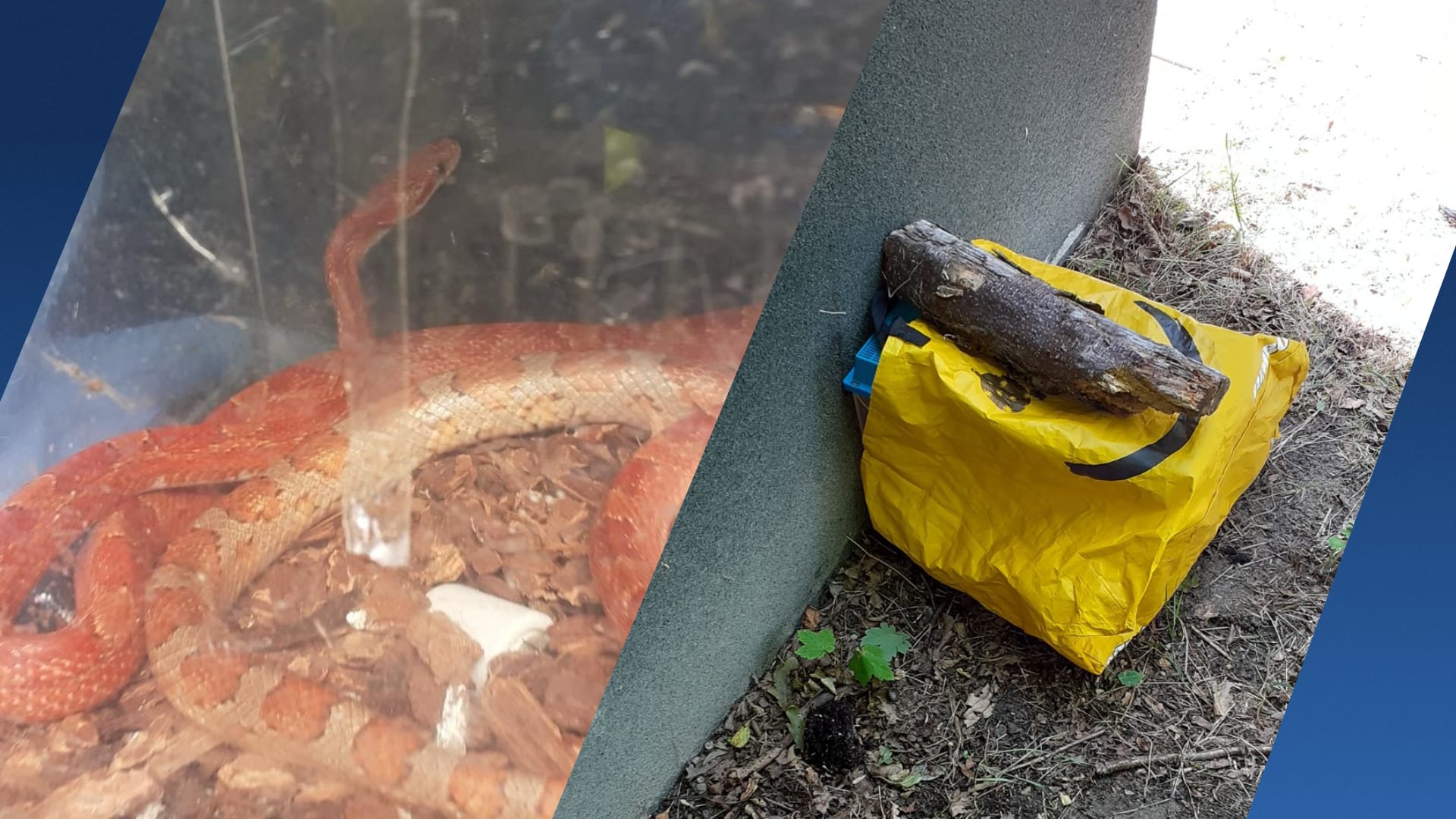 Man vindt twee wurgslangen bij glasbak Zoutelande: 'Afschuwelijke vondst'