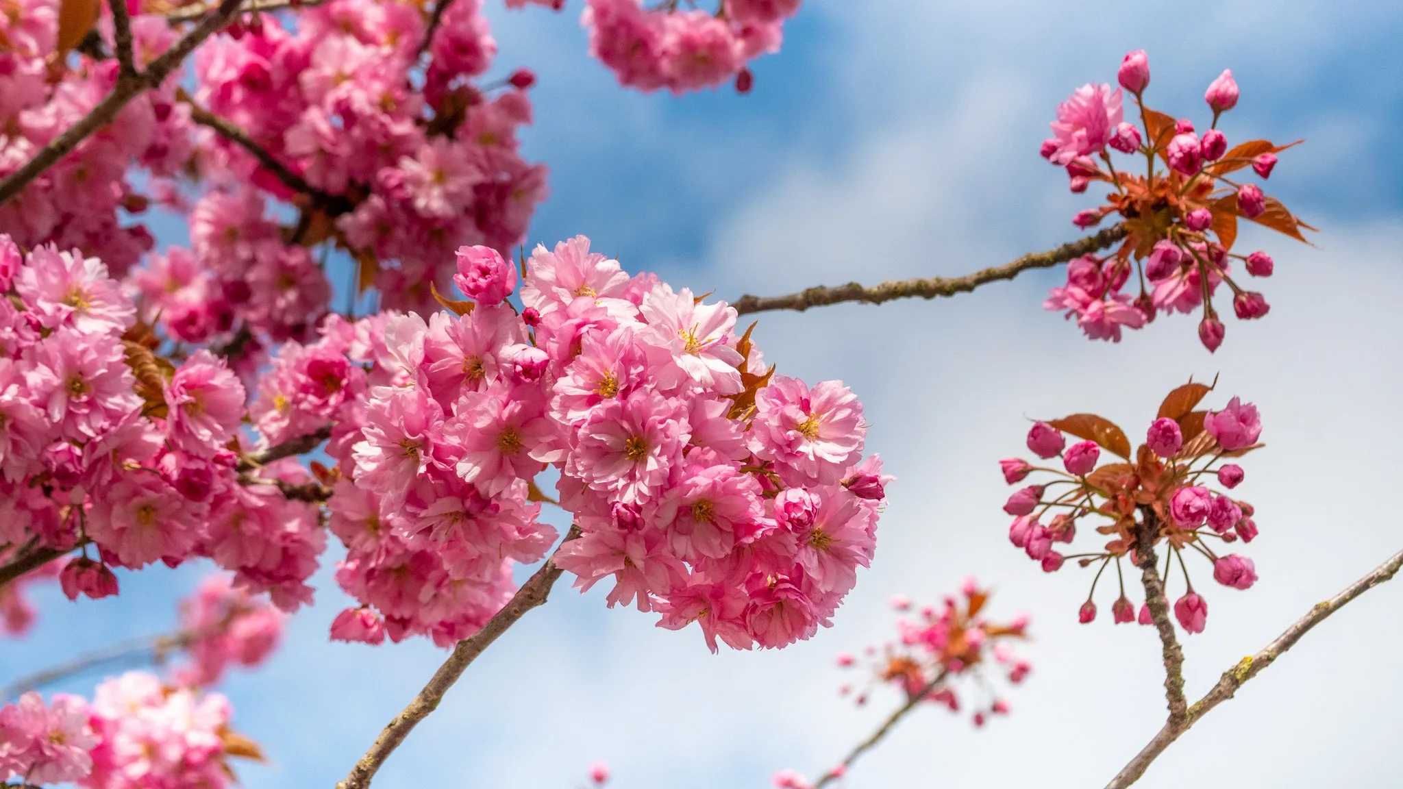 Na mistige dagen toont het weer zich dit weekend op zijn paasbest