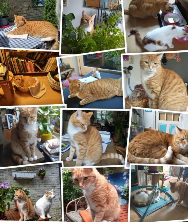 Beautje blijkt Fred, kat leeft 7 jaar lang 'undercover' bij twee baasjes