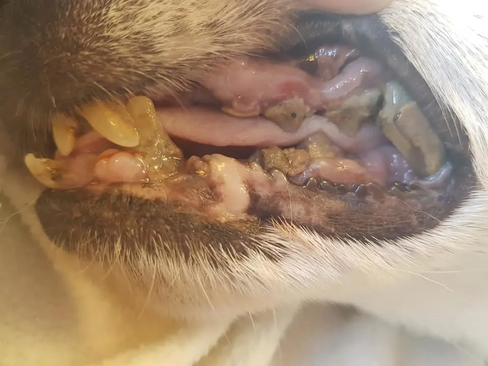 Redding ernstig verwaarloosde hond komt te laat, baasje wordt vervolgd