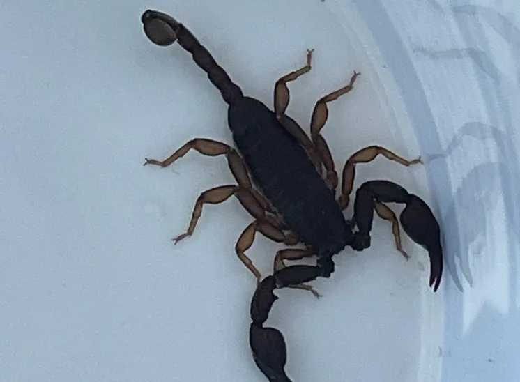 Prikkelbare verstekeling reist mee van Kroatië naar Nederland