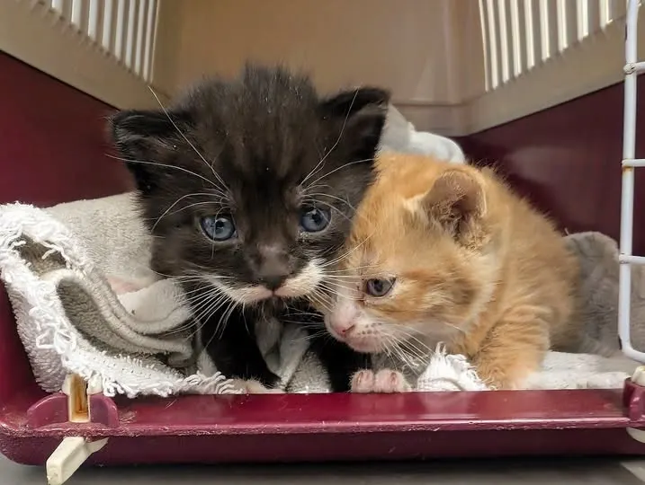 Kittens gevonden in container Weert, twee van vier overleefden het niet