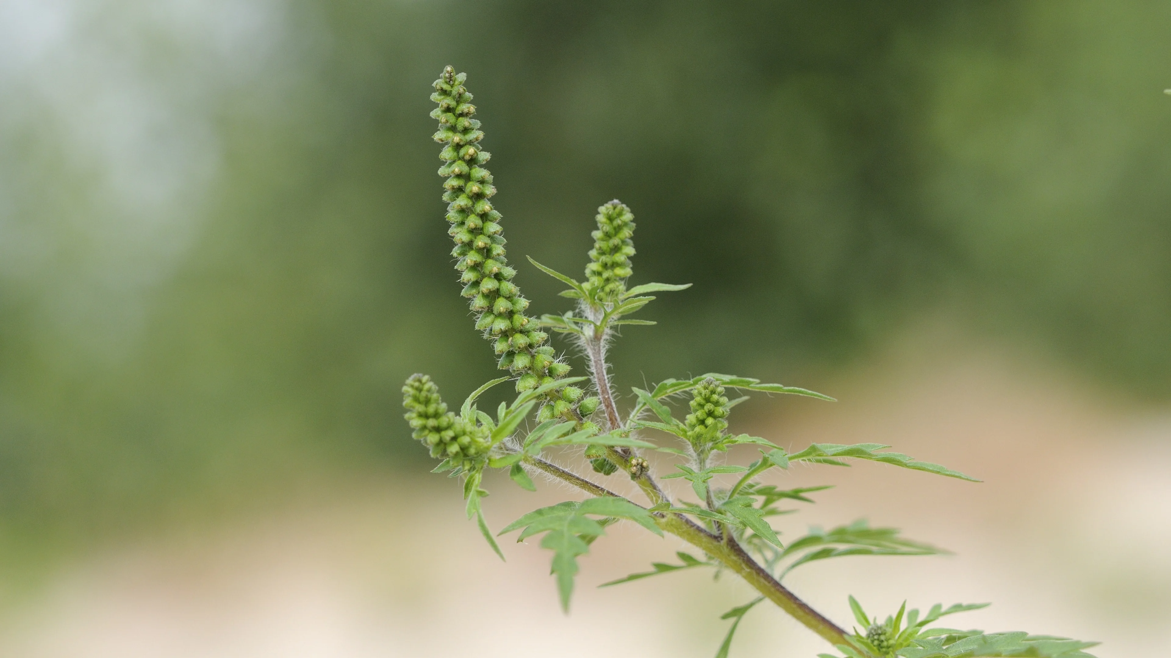 Dit exotische plantje zorgt voor zware hooikoortsklachten: 'Haal hem weg!'