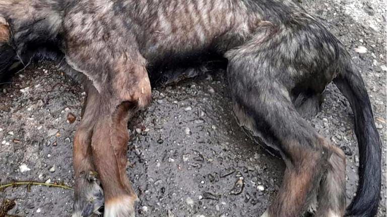 Cindy en John geschokt na vondst dode pup in water: 'Als ik ooit iemand tegenkom die dit flikt'