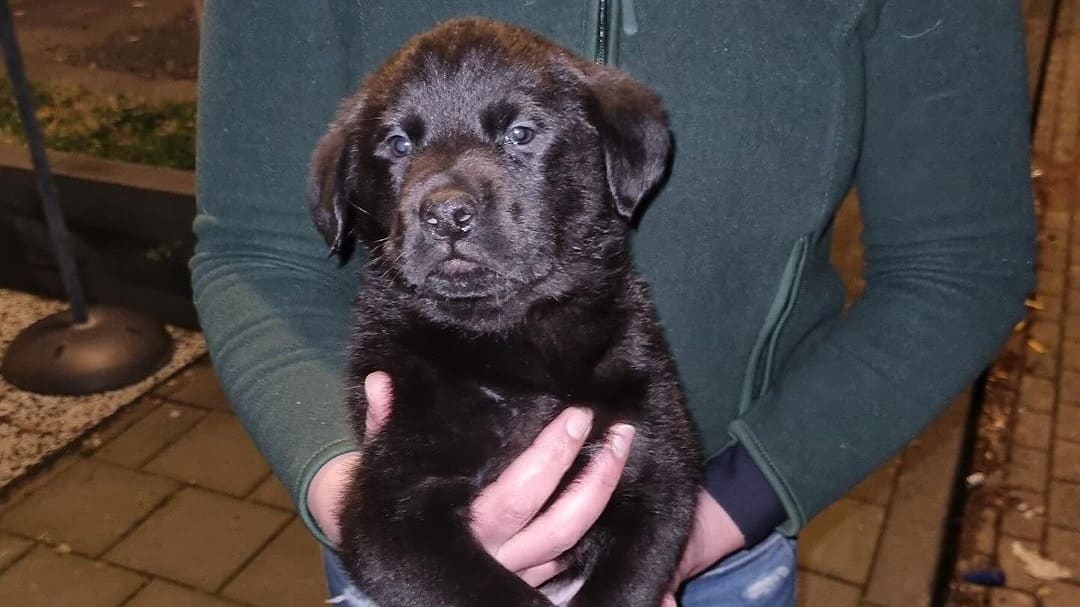 Schattige labradorpuppy kwijt? Politie zoekt eigenaar van gestolen hondje