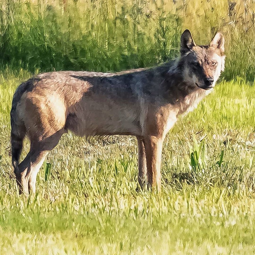 Hobbyfotograaf Andre staat oog in oog met wolf: 'Hij keek me gewoon aan'
