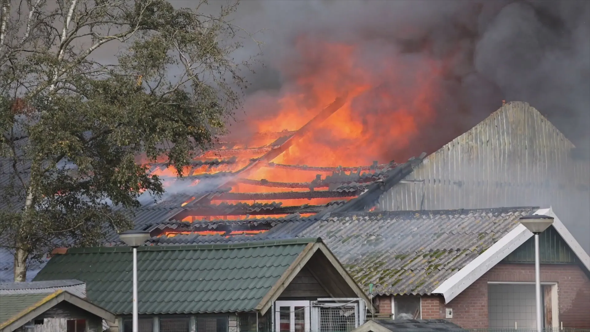Twaalf honden dood na grote brand in hondenfokkerij Hasselt