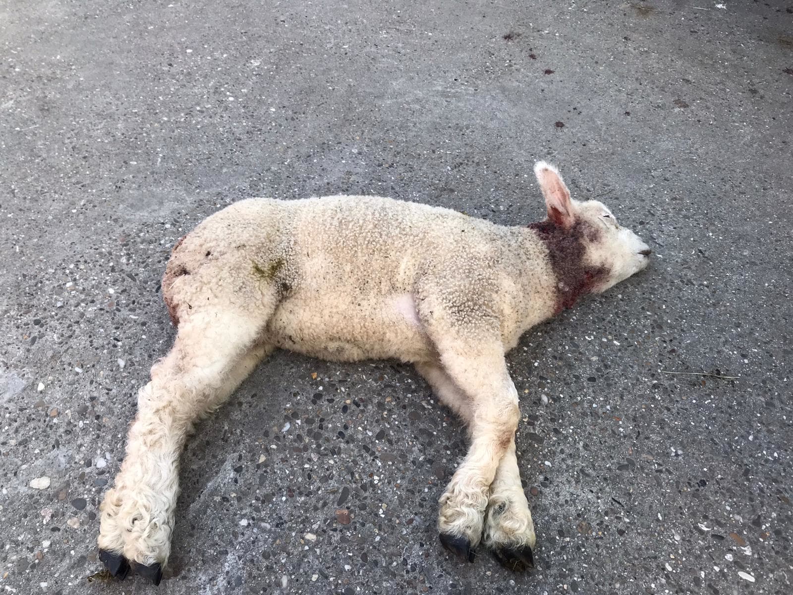 'Goudjakhals' bijt meerdere lammeren dood: 'Een wolf had het nog veel gekker gemaakt'