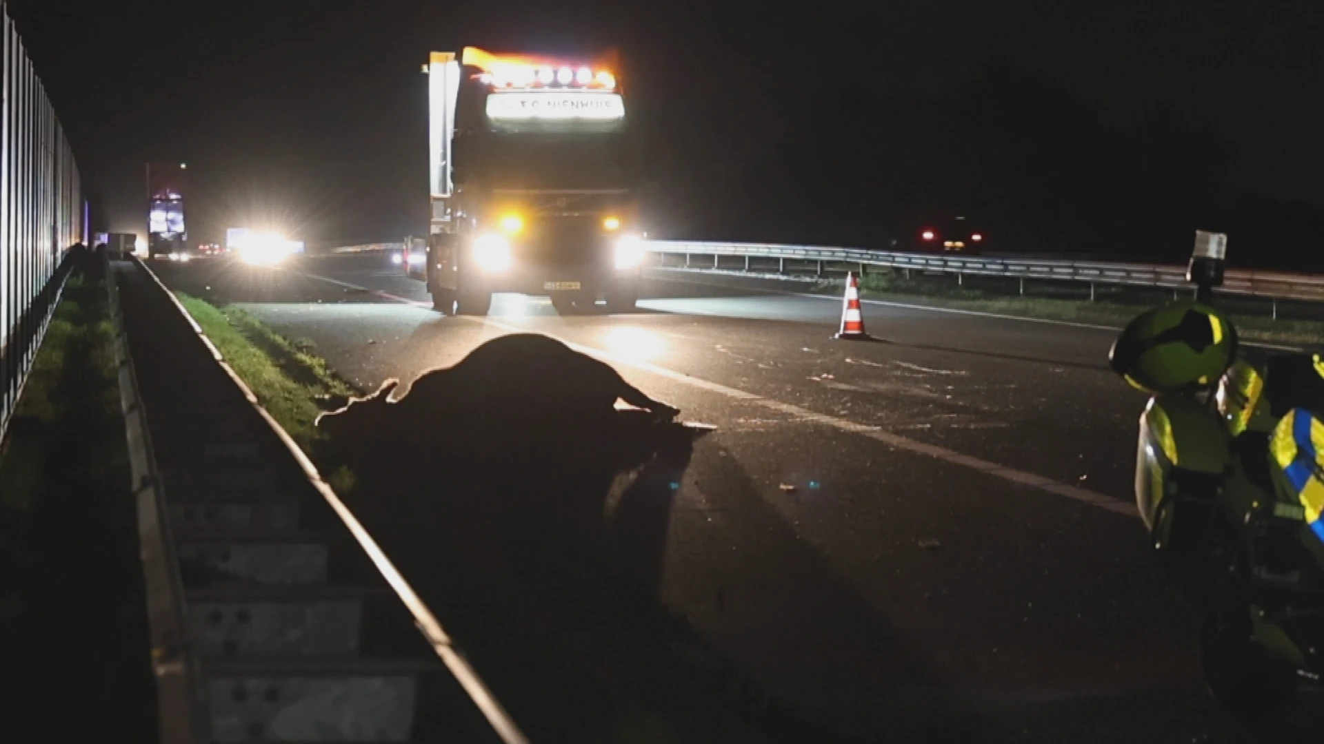 Koe dood na aanrijding met vrachtwagen op N31 in Friesland