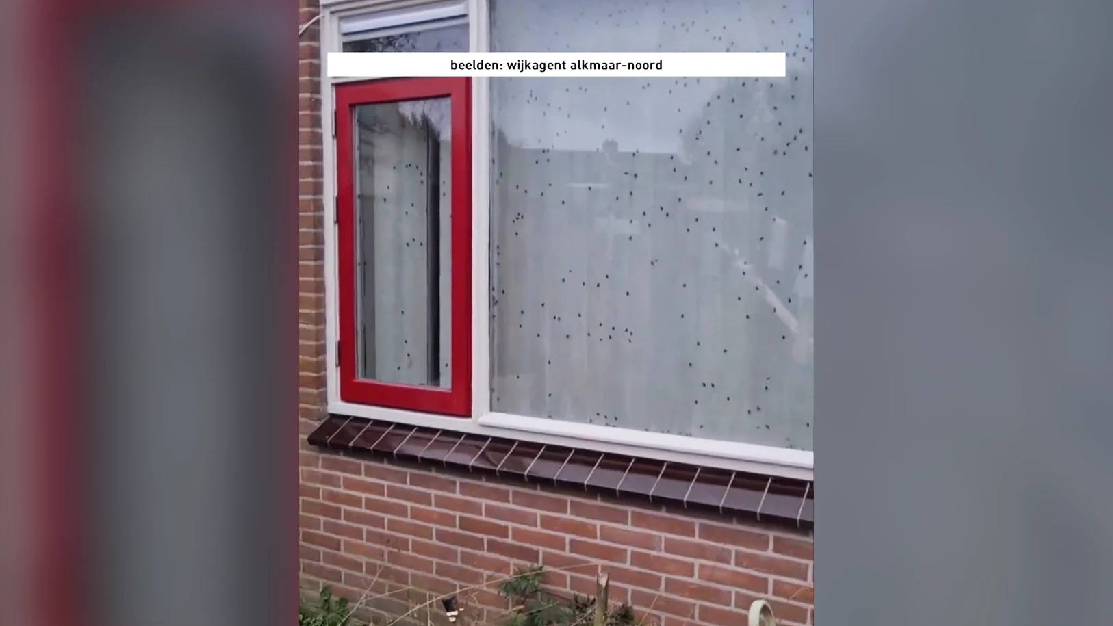 Man ligt twee maanden dood in huis, politie deelt beelden van duizenden vliegen