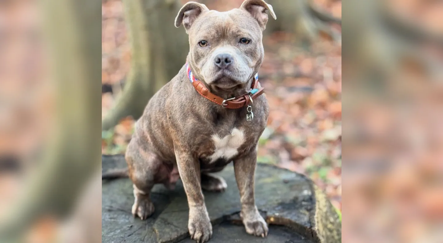 Hond van SBS-realityster ontvoerd: 'Ons gezin is radeloos'