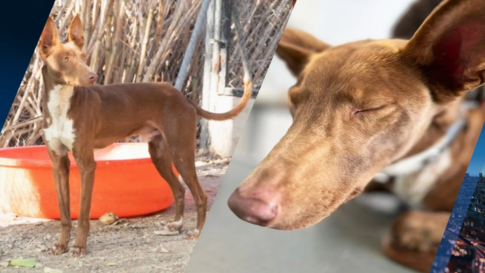 Loslopende hond in Zeeland na weken toch gevangen
