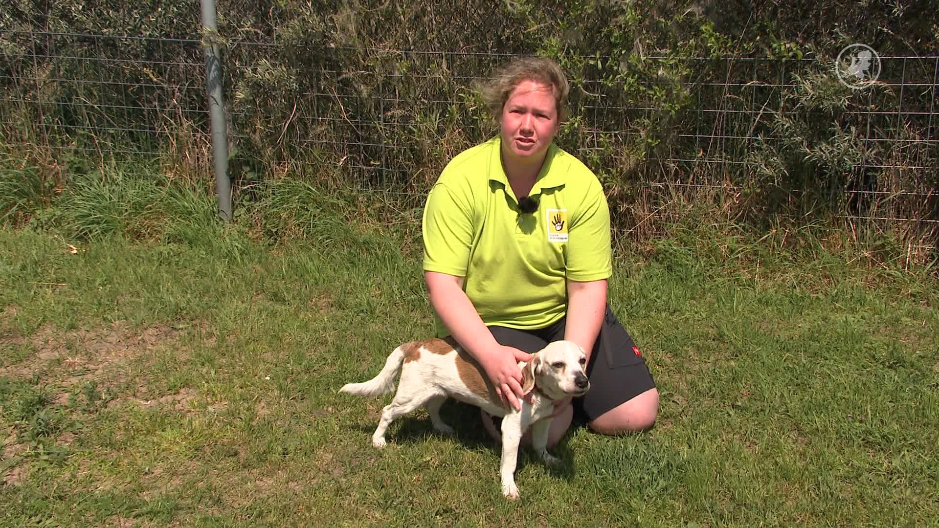 Bij de honden af: gedumpte Poppy en Teddy krijsen van pijn bij aanraking