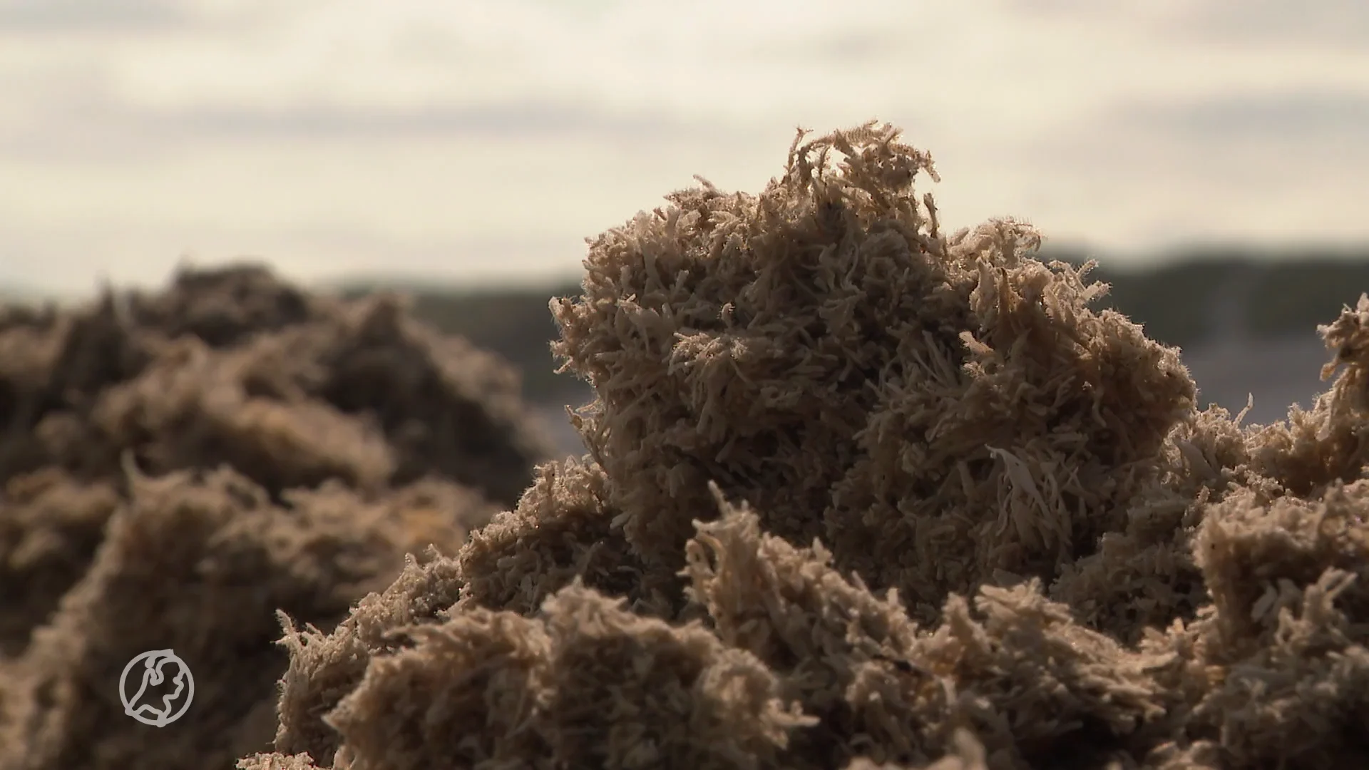 Ameland pakt miljoenen stinkende mosdiertjes aan: 'Het worden er elke dag meer'