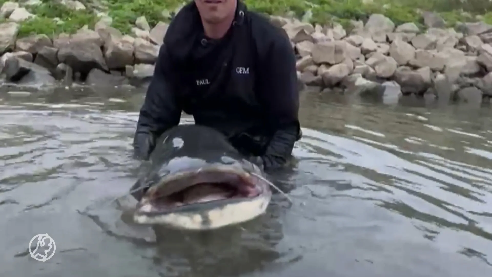 Al eens een meerval van 2,5 meter gezien? Paul heeft 'm gevangen