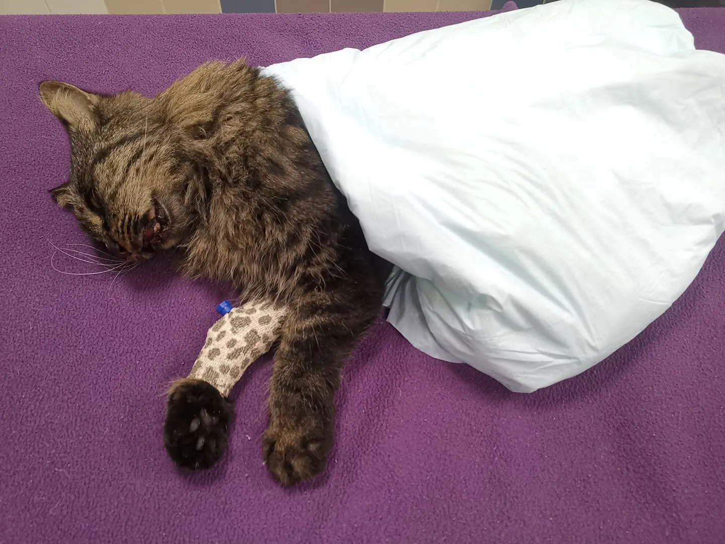 Kat Sjef komt op trieste wijze aan zijn einde, dierenambulance geschokt: 'Hij was helemaal ontveld'