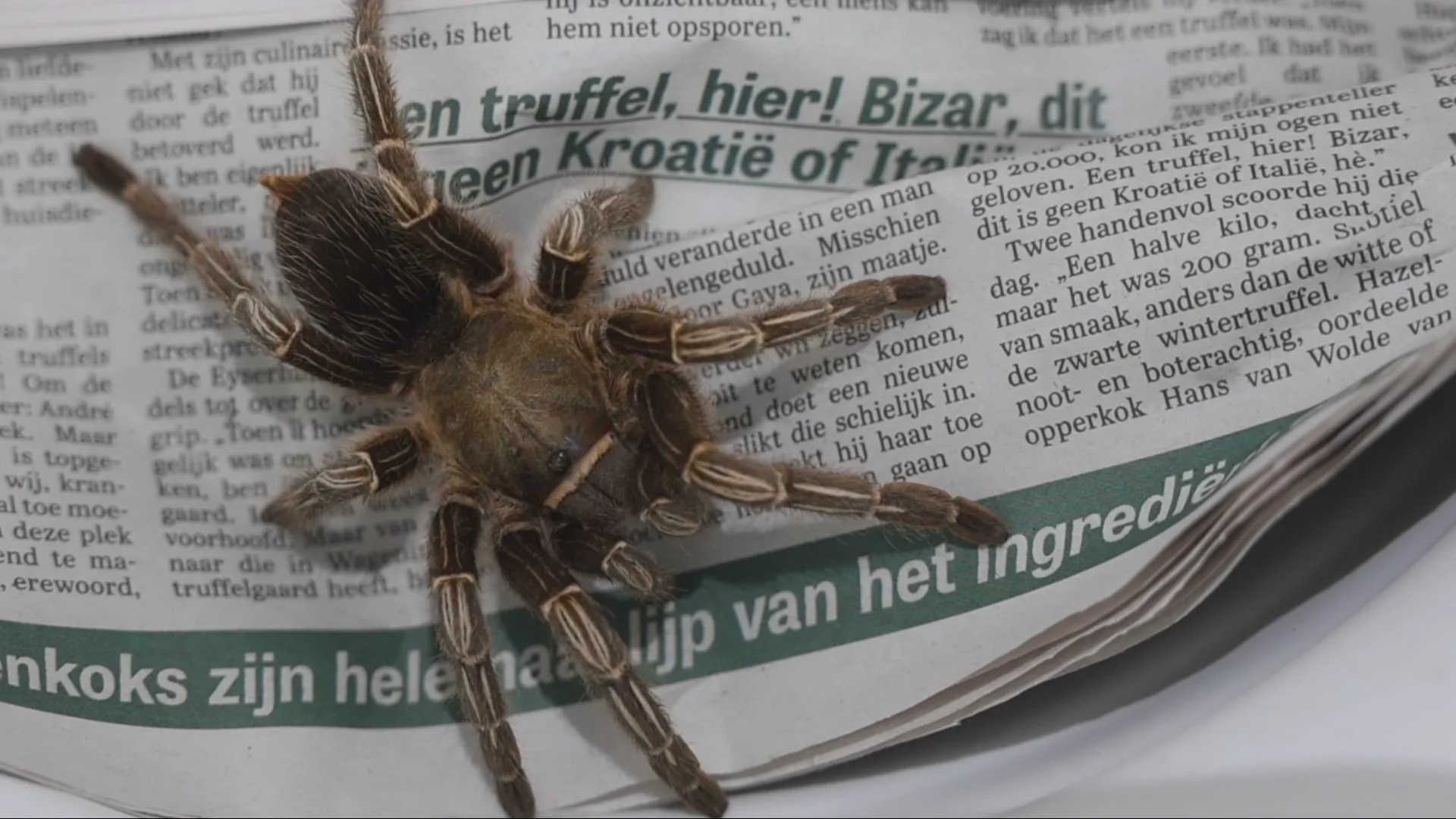 Bewoner Den Haag schrikt zich rot door enorme harige spin in keukenkastje