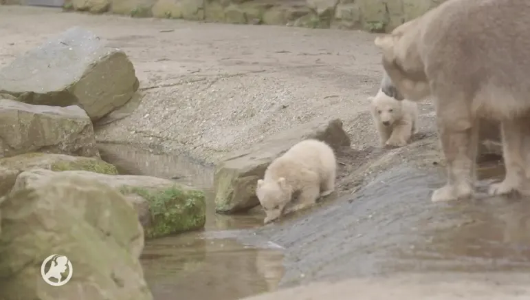 IJsbeerjong Yura overleden in Ouwehands Dierenpark