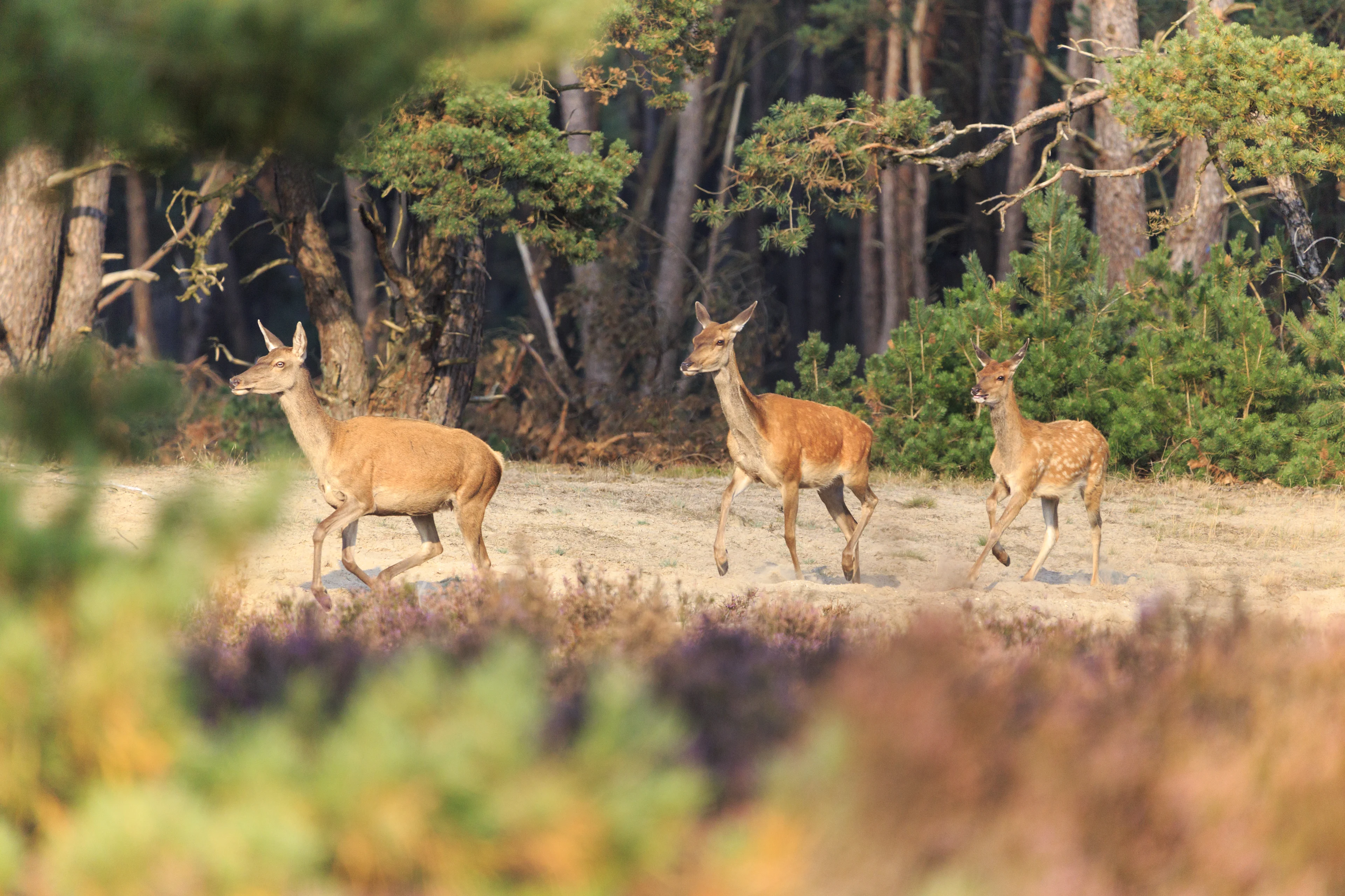 Het blijft nog even nazomer: komende dagen weer warmer